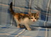 Mindy