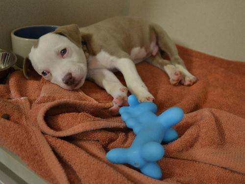 Pit Bull puppy