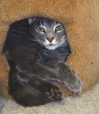 Tom