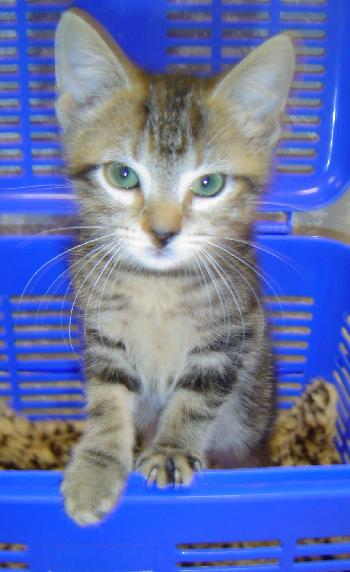 Remy