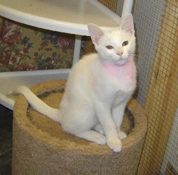 Merlin
