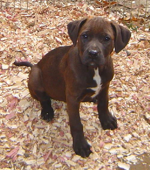Stella