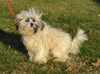 Toby