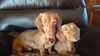 Rusty and Stretch