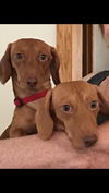 Rusty and Stretch