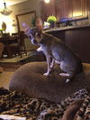 Pippi