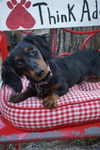 Polly