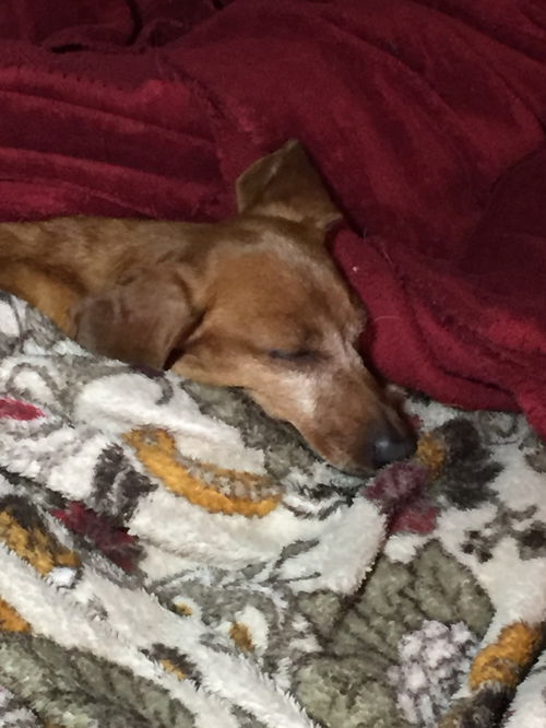 Pippa