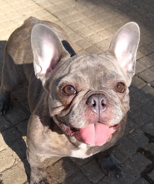 Stella