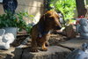 Sparky