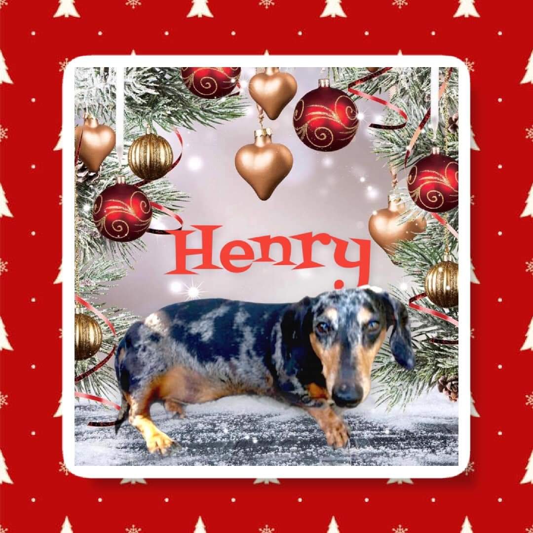 adoptable Dog in Sioux Falls, SD named Henry