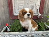 Susie