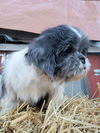 Charles