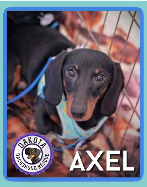 Axel