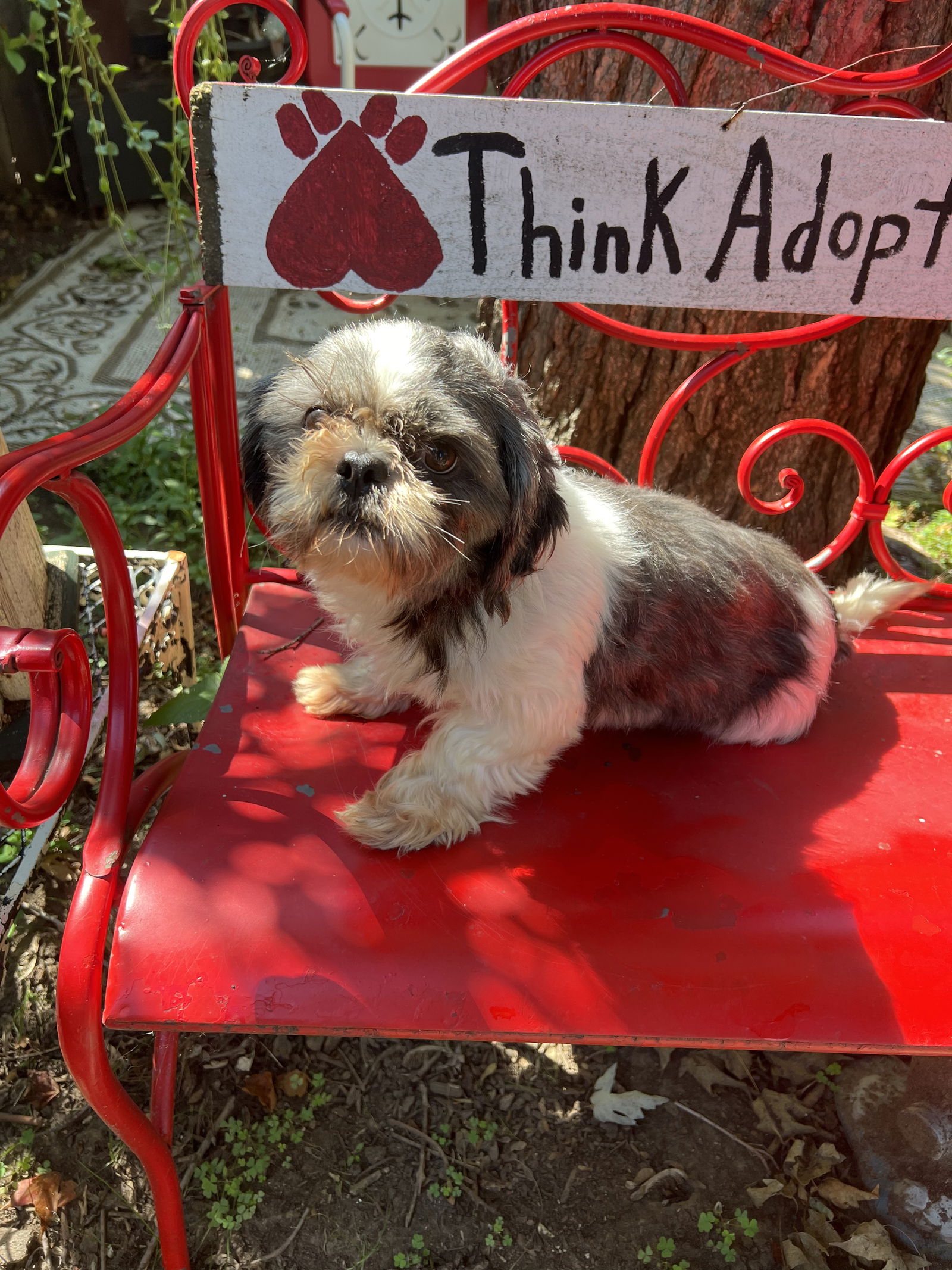 dog-for-adoption-mic-a-shih-tzu-in-lincoln-ne-alpha-paw