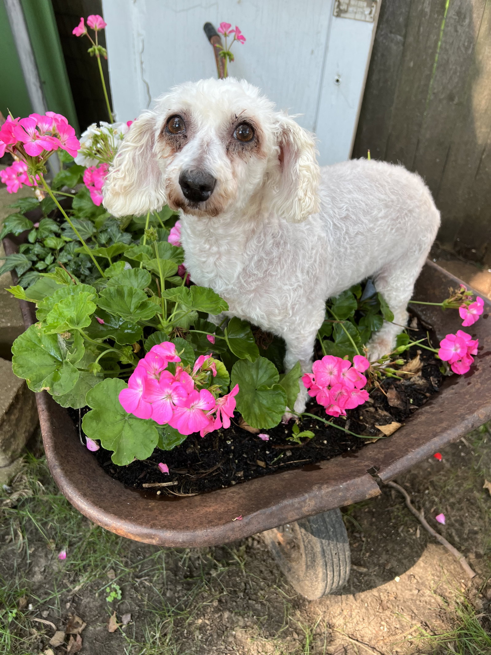 Dog for Adoption Gigi, a Bichon Frise in Lincoln, NE Alpha Paw