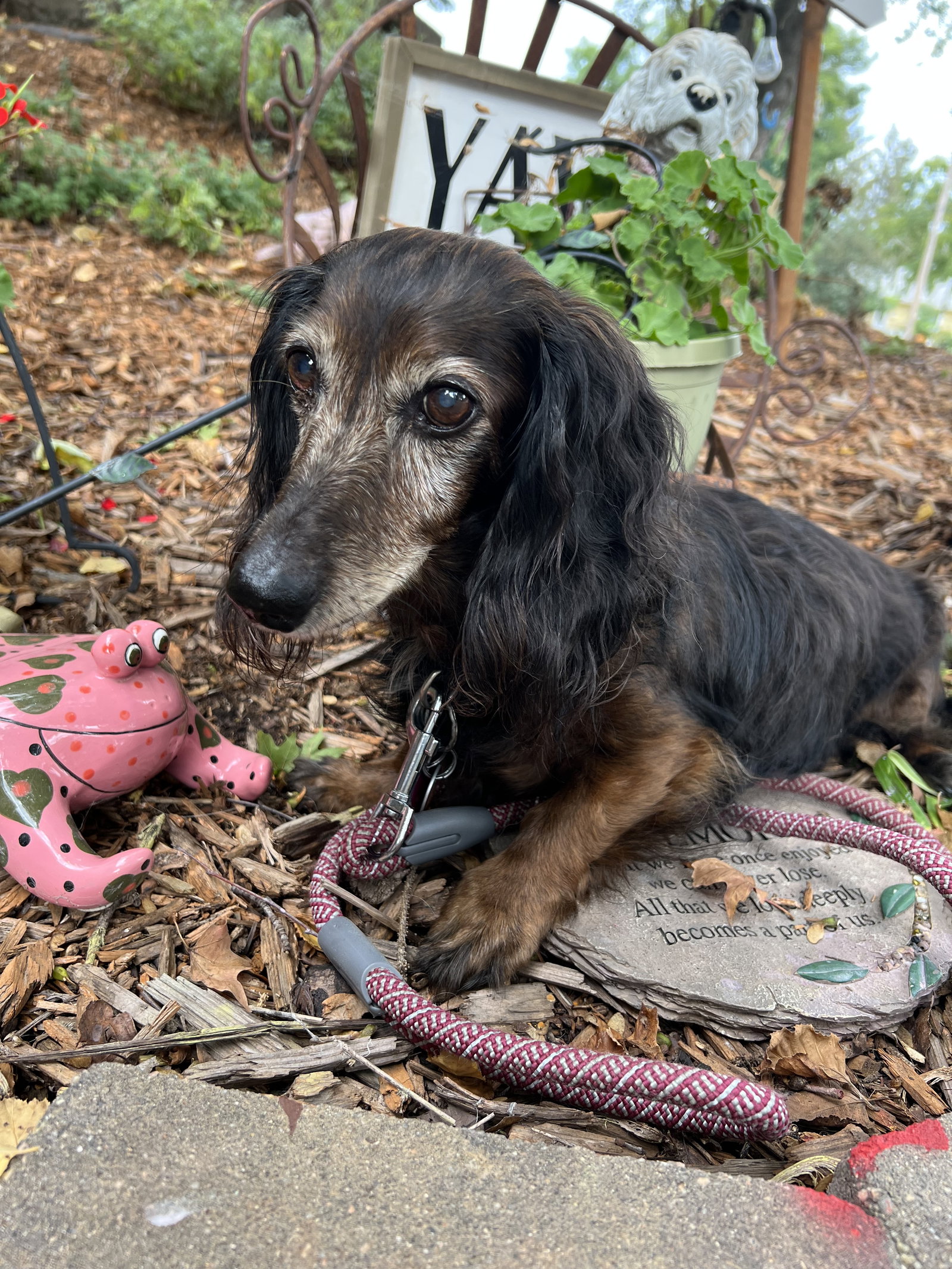 Dog for Adoption Maximus Senior, a Dachshund in Sioux Falls, SD