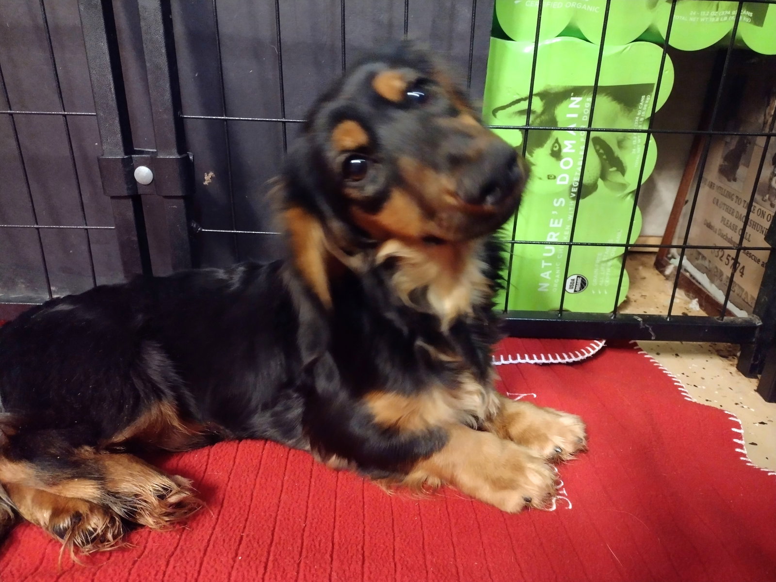dog-for-adoption-liam-a-dachshund-in-sheldon-ia-alpha-paw