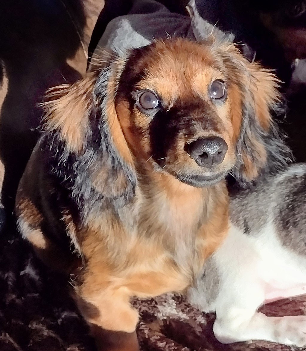 Dog for Adoption Dexter, a Dachshund in Sioux Falls, SD Alpha Paw