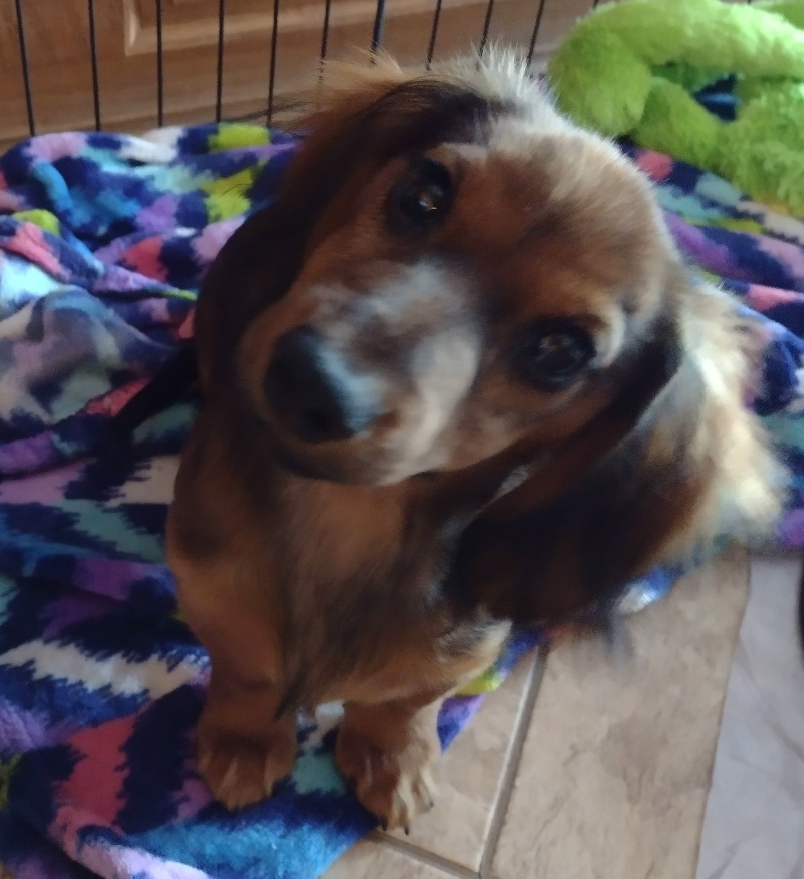 Dog for Adoption Dexter, a Dachshund in Sioux Falls, SD Alpha Paw