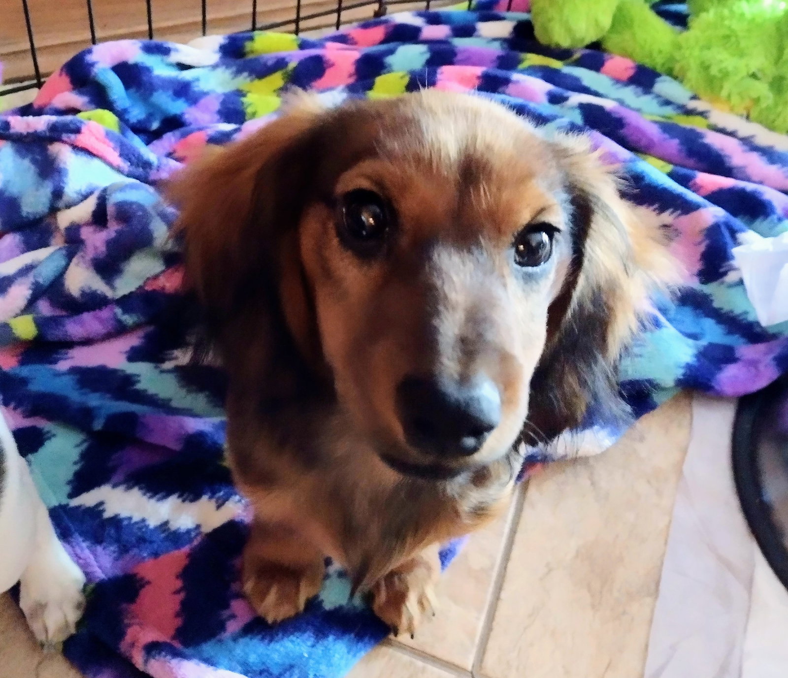 Dog for Adoption Dexter, a Dachshund in Sioux Falls, SD Alpha Paw