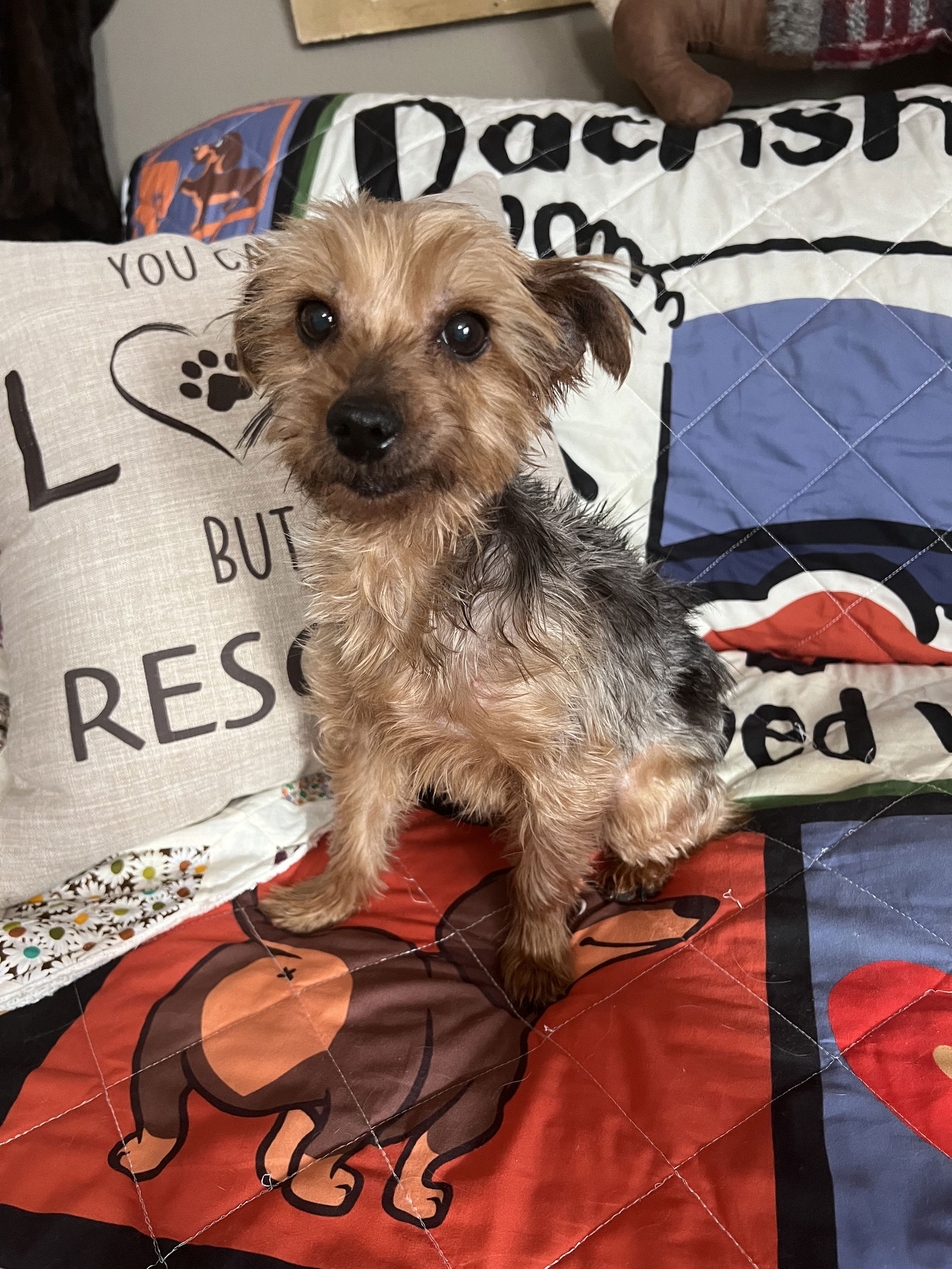 dog-for-adoption-evie-a-yorkshire-terrier-yorkie-in-sioux-falls-sd