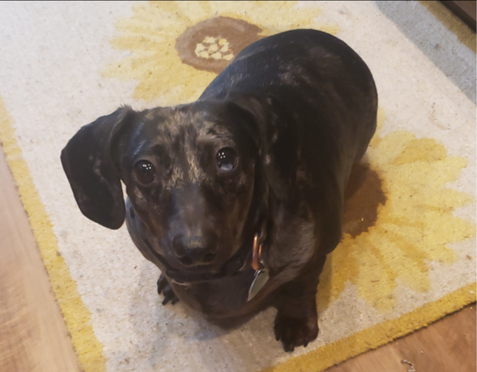 Dog for Adoption Colby, a Dachshund in Sioux Falls, SD Alpha Paw