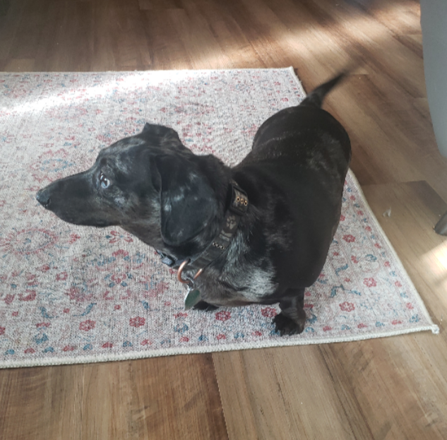 Dog for Adoption Colby, a Dachshund in Sioux Falls, SD Alpha Paw