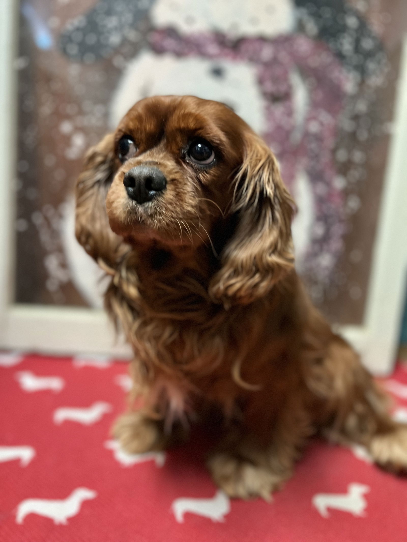 Dog for Adoption - Alexander, a Cavalier King Charles Spaniel in Dell ...