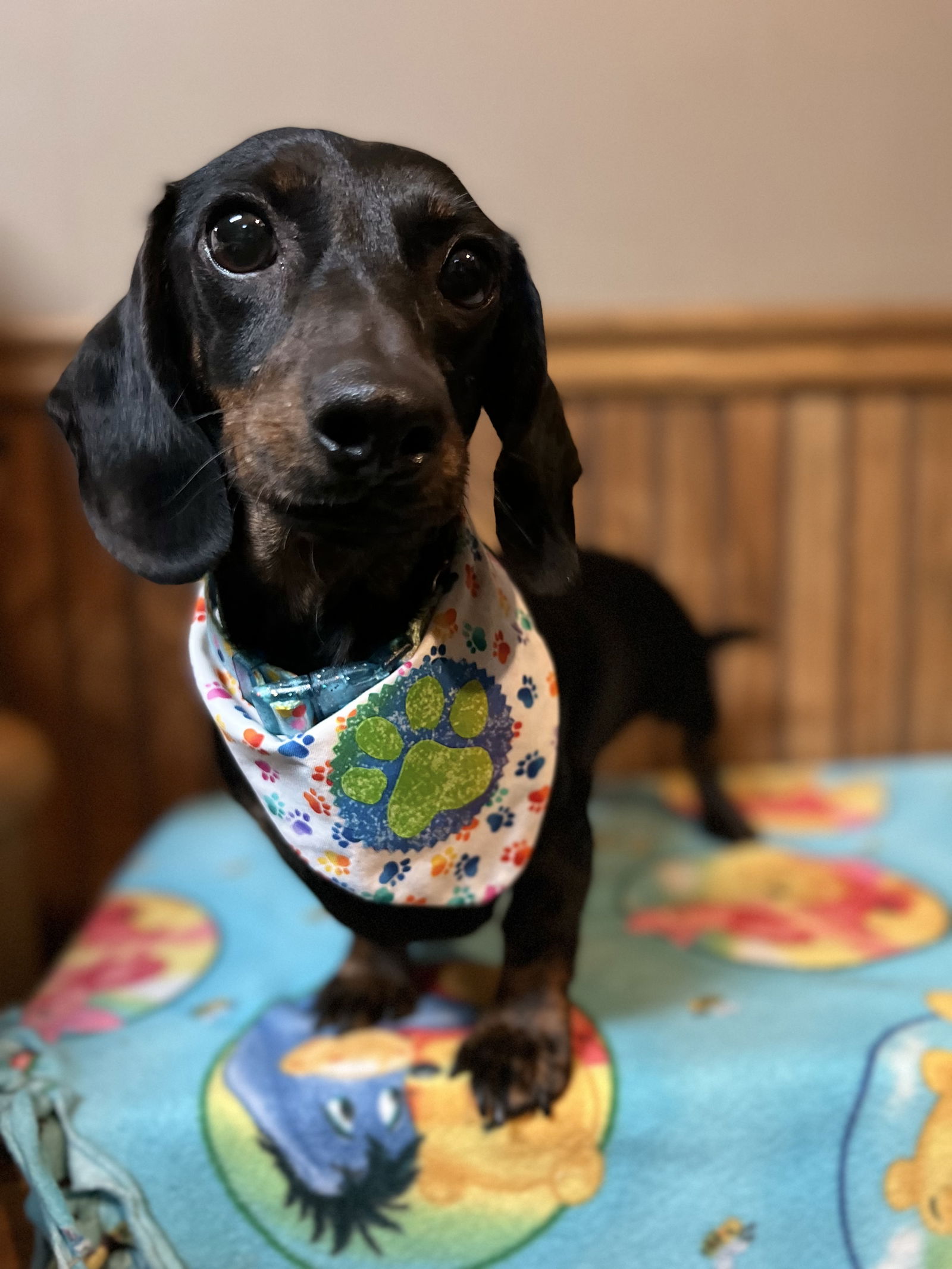 Dog for Adoption - Noodle, a Dachshund in Brandon, SD | Alpha Paw