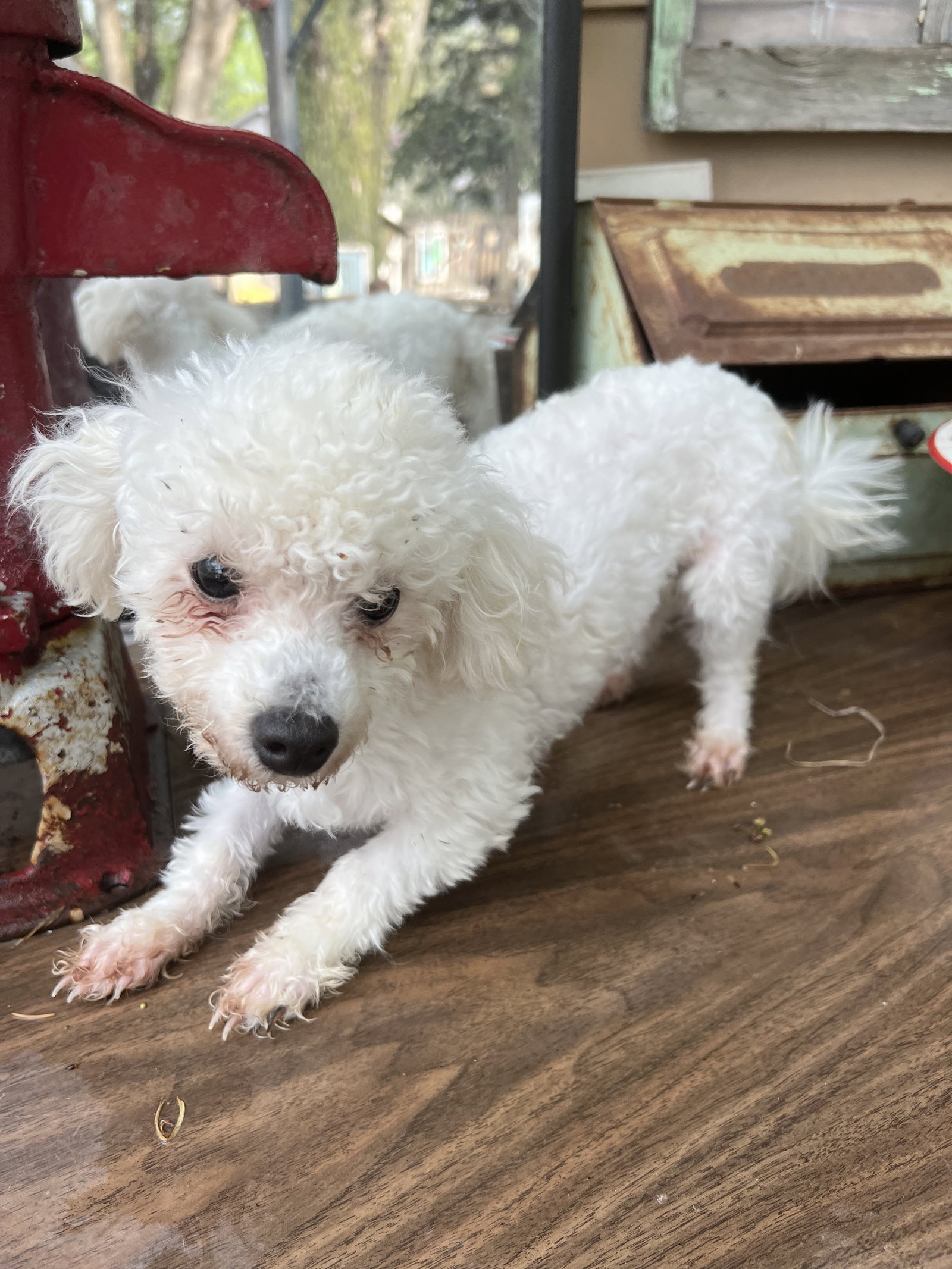 Dog for Adoption Marshmallow, a Bichon Frise in Pipestone County, MN