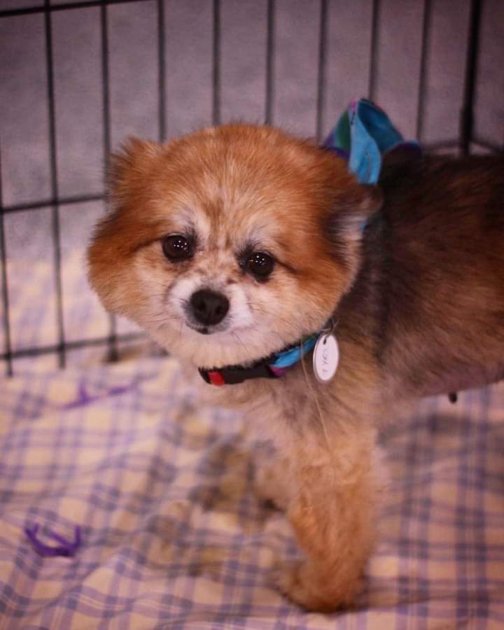 Dog for Adoption Jazzmine, a Pomeranian in Sioux Falls, SD Alpha Paw