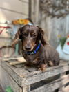 Linus