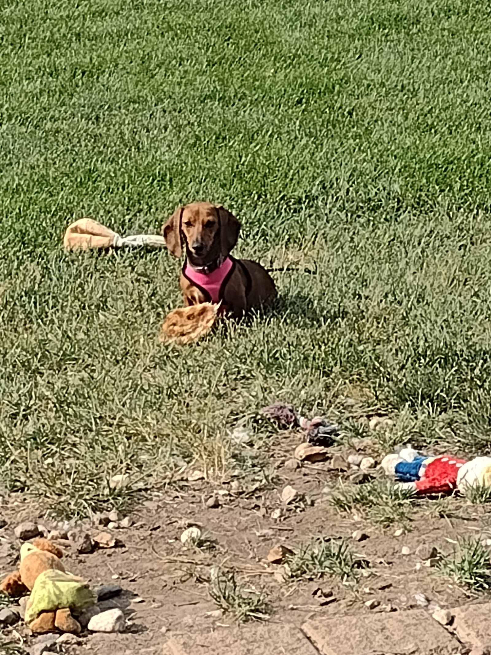 Dog for Adoption Mimi, a Dachshund in Sioux Falls, SD Alpha Paw