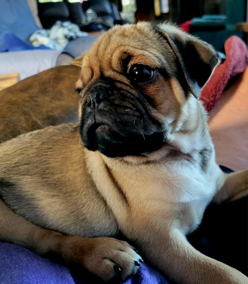 Pugsley