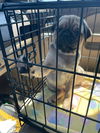 Pugsley