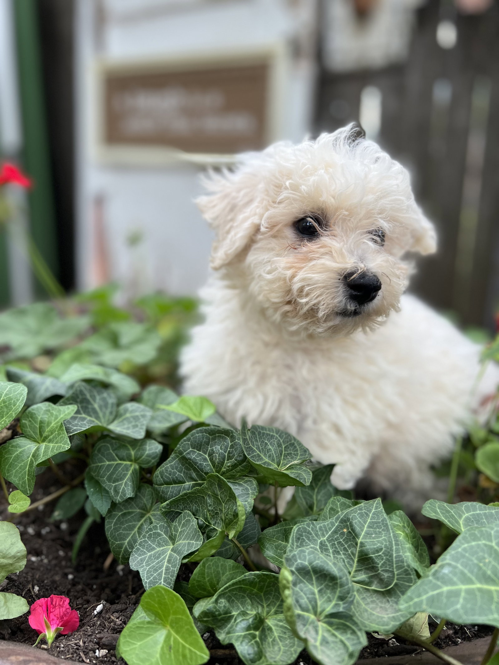 Dog for Adoption Buzz, a Bichon Frise in Sioux Falls, SD Alpha Paw