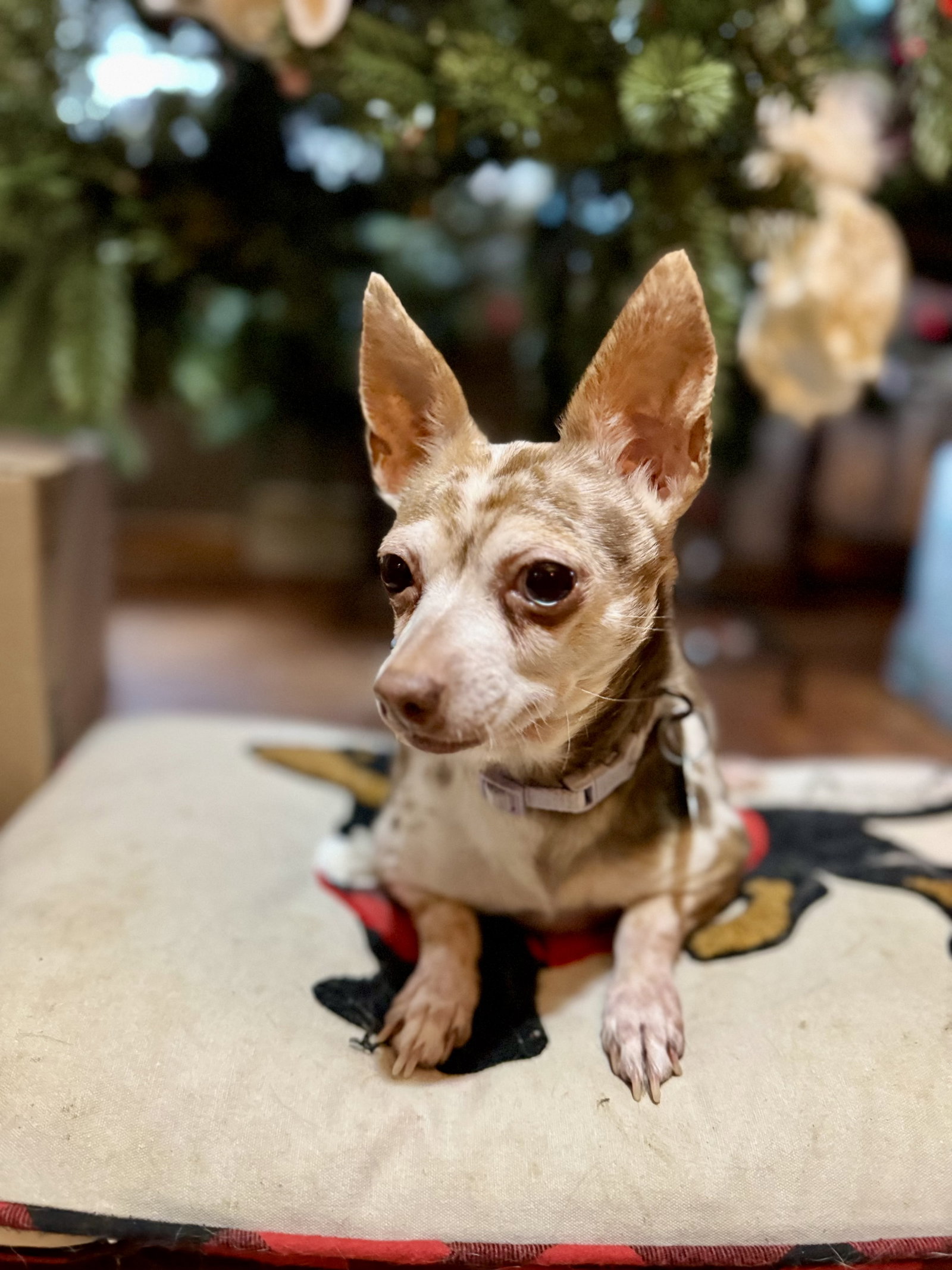 Dog for Adoption Snowflake, a Chihuahua in Dell Rapids, SD Alpha Paw