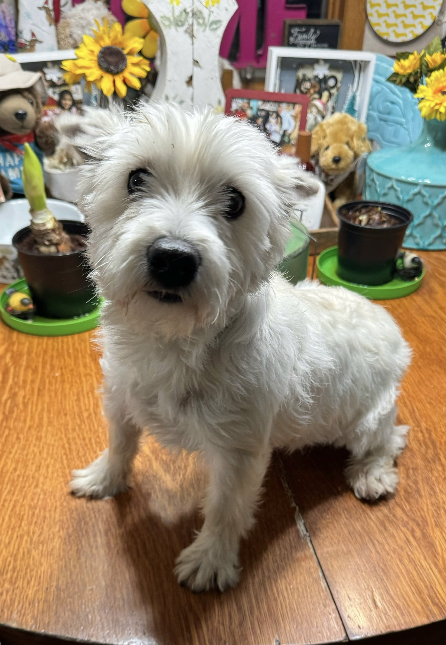 Dog for Adoption Julie, a West Highland White Terrier Westie in Sioux
