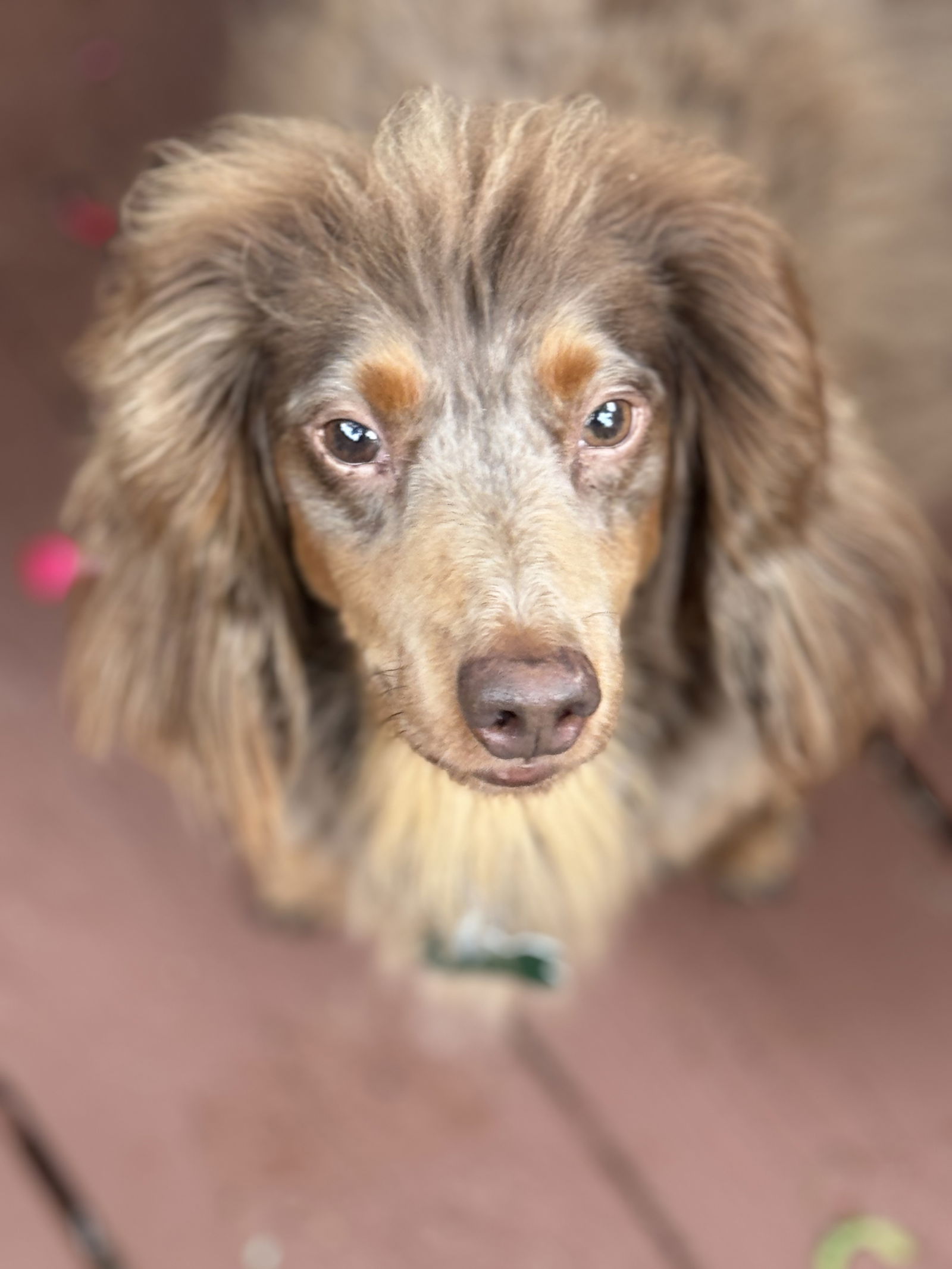 adoptable Dog in Sioux Falls, SD named Wayne