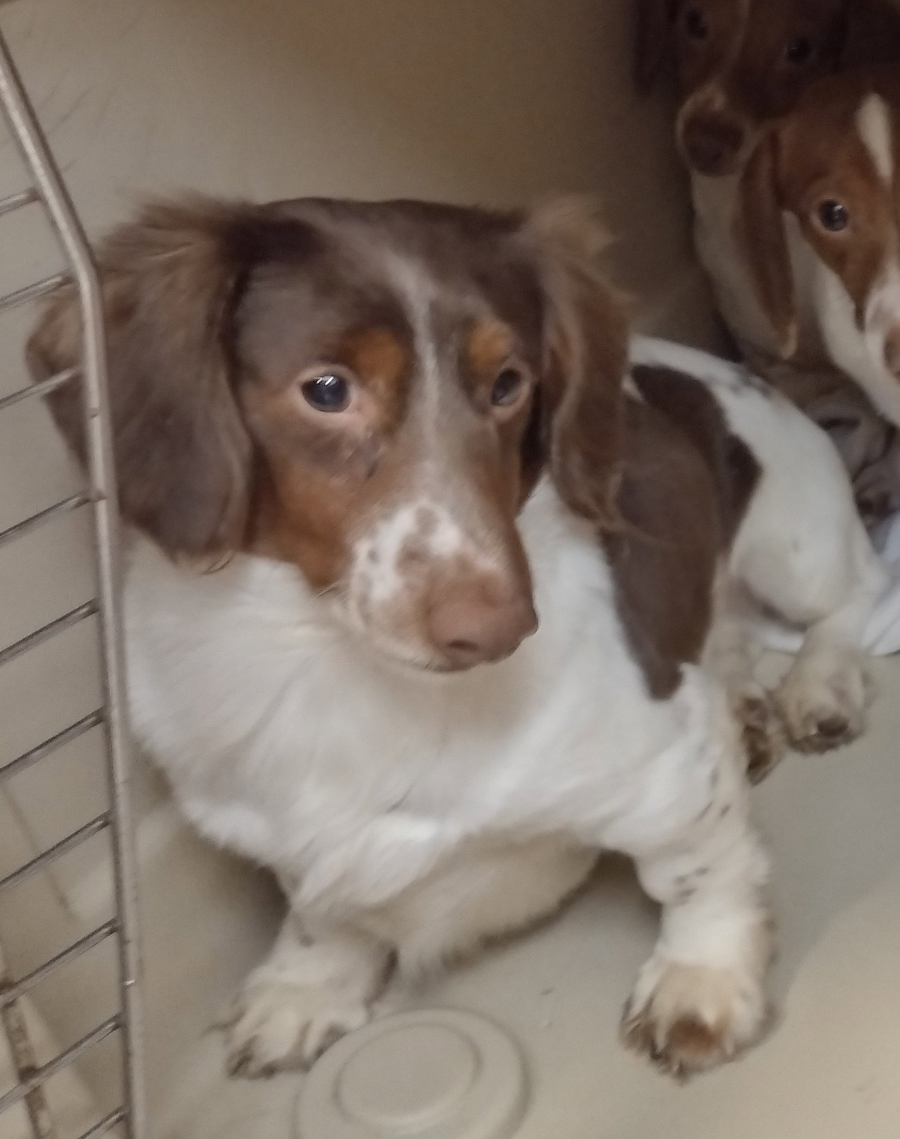 Dog adoption in Sioux Falls, SD 57110 Dachshund (long coat) Dog "Chandler"