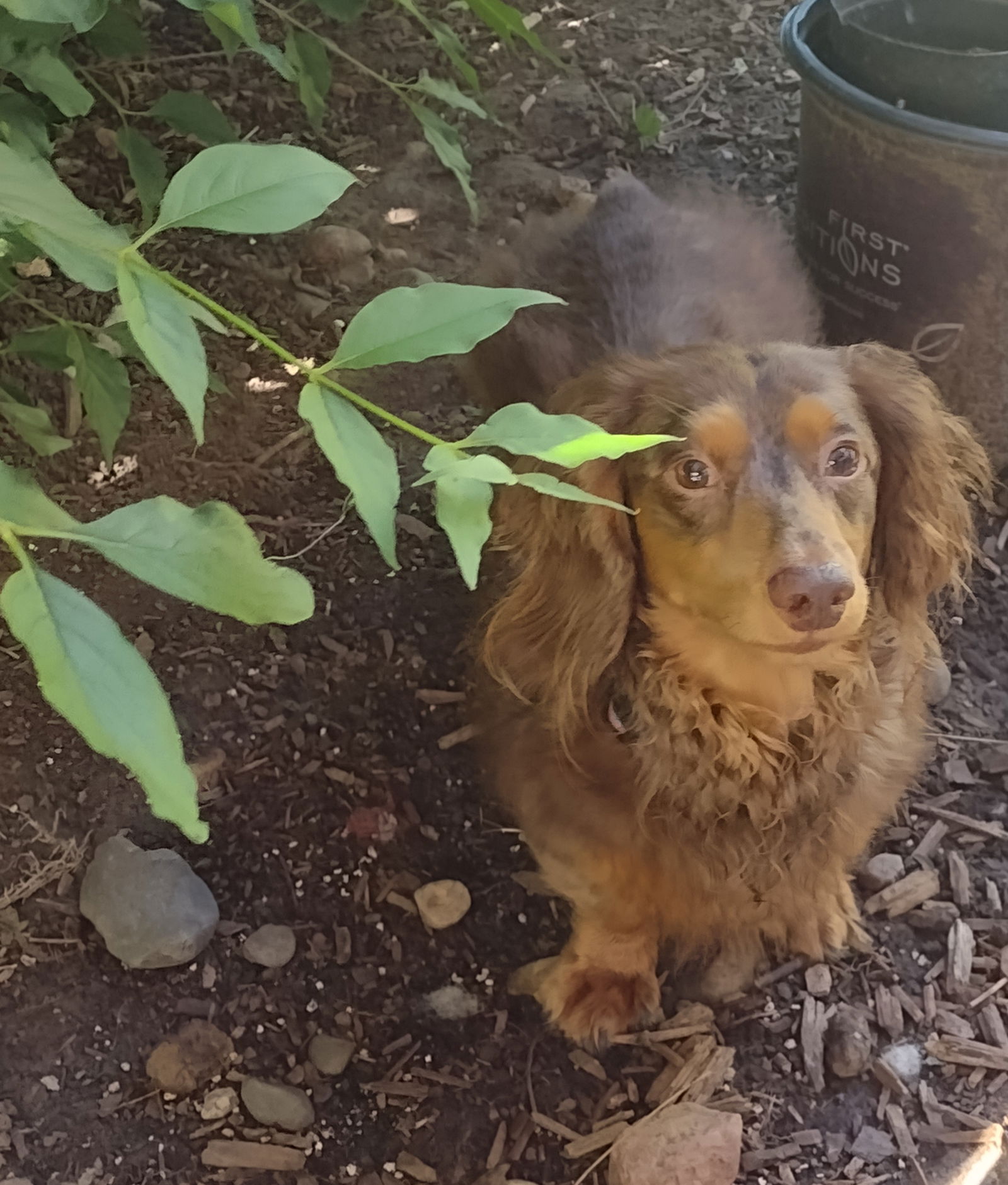 adoptable Dog in Sioux Falls, SD named Joey