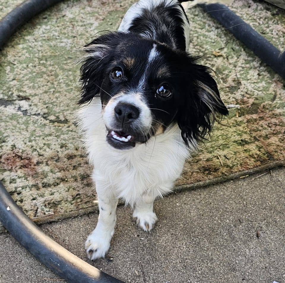 adoptable Dog in Sioux Falls, SD named Jordi