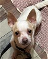 adoptable Dog in , SD named Prince