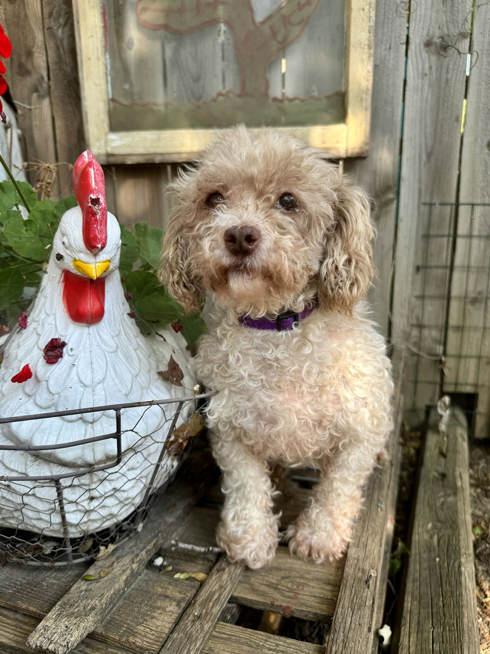 adoptable Dog in Sioux Falls, SD named Pippy