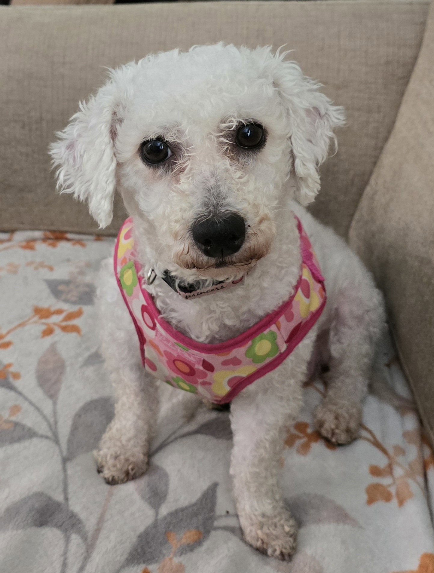 Dog adoption in Sioux Falls, SD 57110 Bichon Frise (medium coat) Dog
