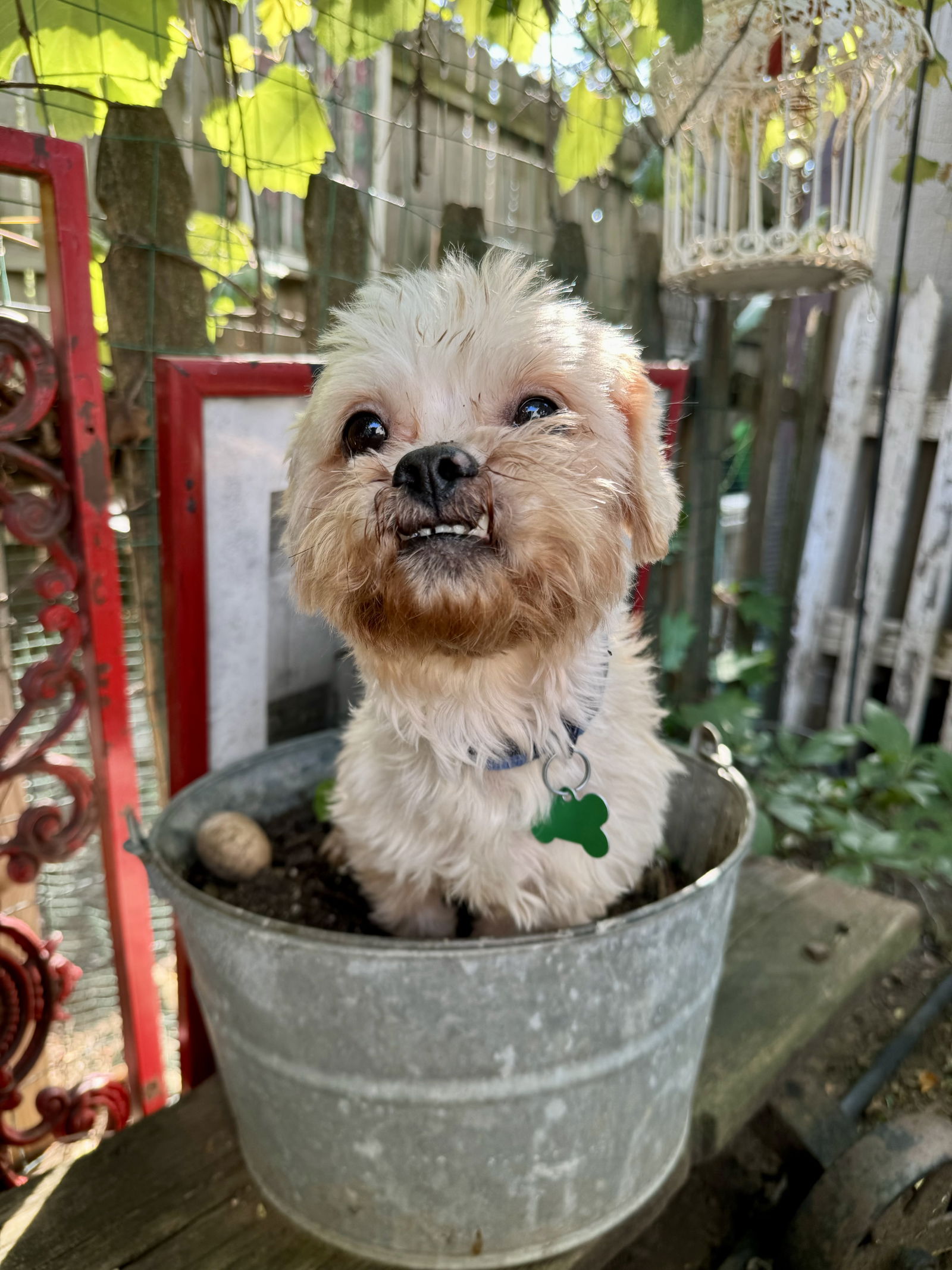 adoptable Dog in Sioux Falls, SD named Herbert