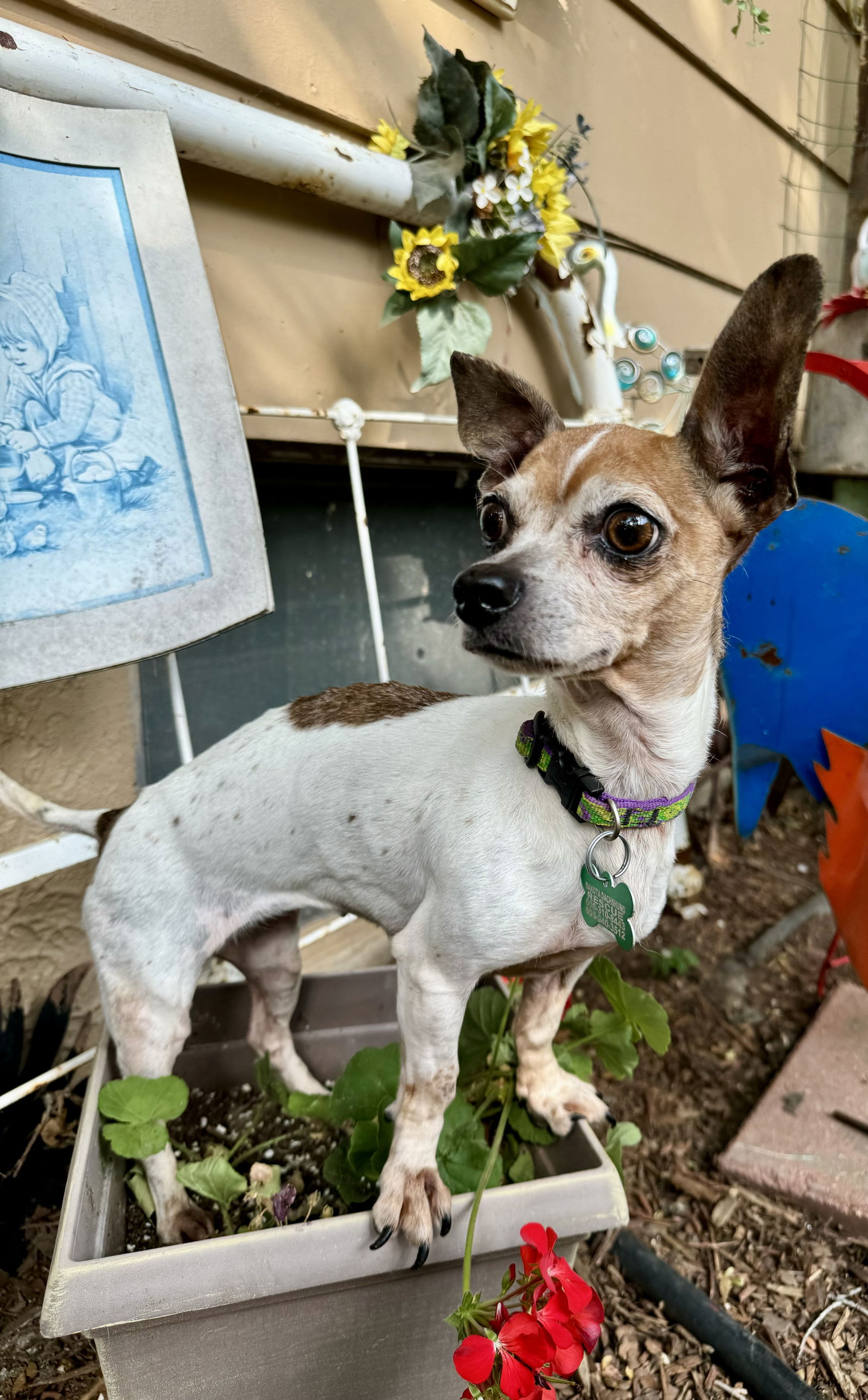 adoptable Dog in Sioux Falls, SD named Berniece