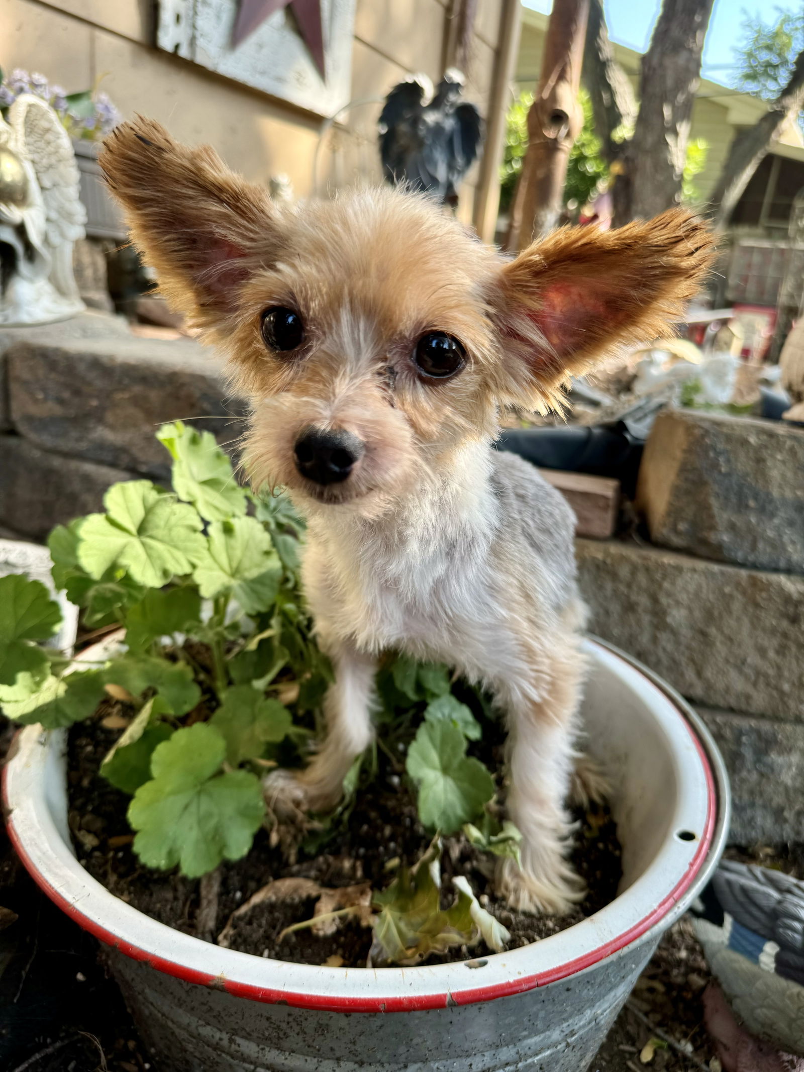 adoptable Dog in Sioux Falls, SD named Chester