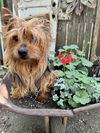 adoptable Dog in  named Liberace